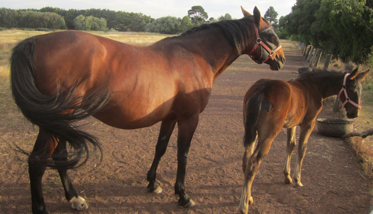 Equine Therapy Autism