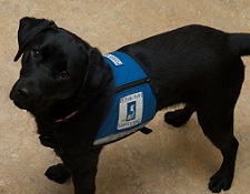 Service Dog