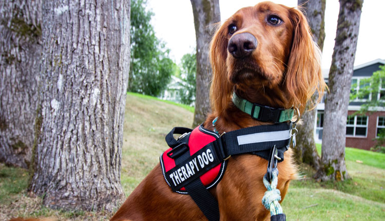 Therapy Dog Autism